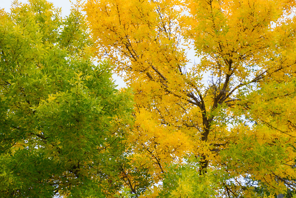 Autumn Photo by Eunice Sloan